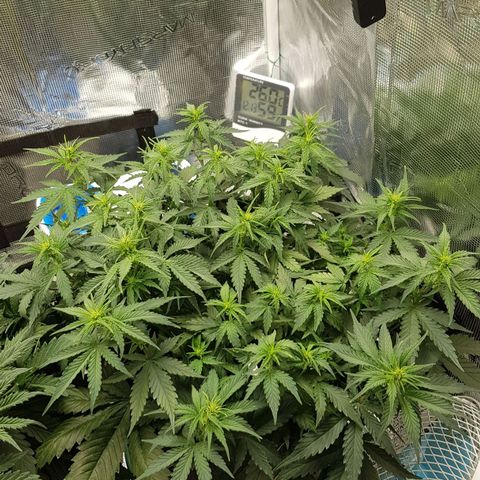 Unknown strain growlog timeline photo