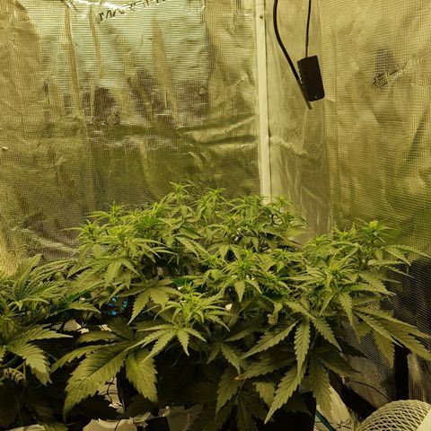 Unknown strain growlog timeline photo