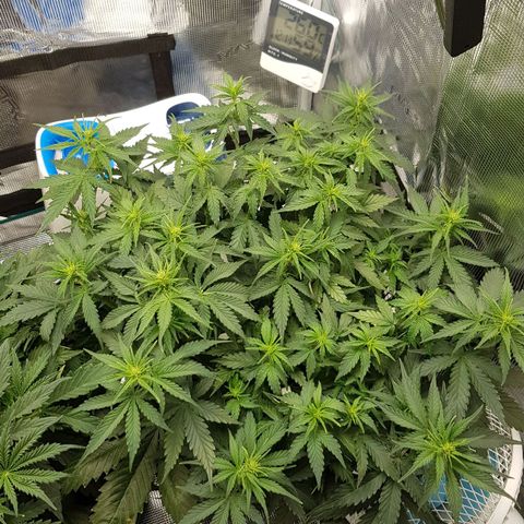 Unknown strain growlog timeline photo