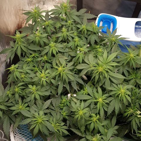 Unknown strain growlog timeline photo