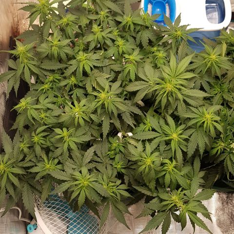 Unknown strain growlog timeline photo