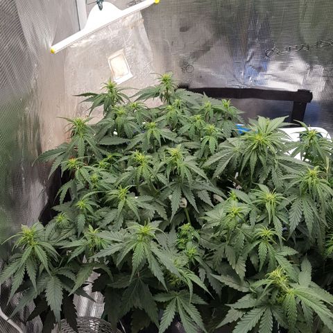 Unknown strain growlog timeline photo