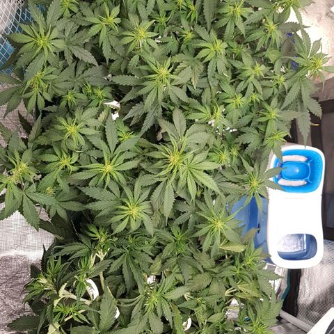 Unknown strain growlog timeline photo
