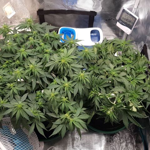 Unknown strain growlog timeline photo