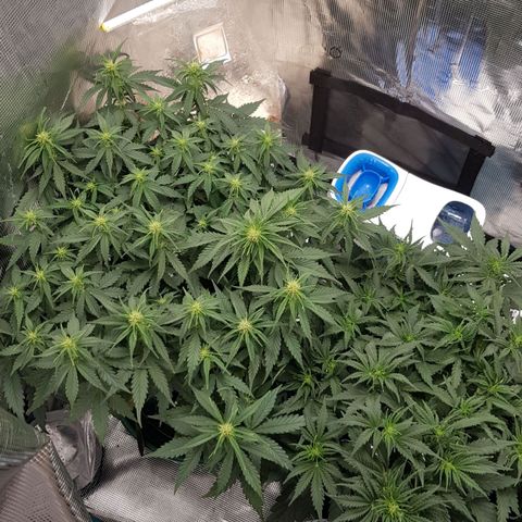 Unknown strain growlog timeline photo