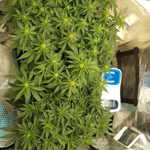 Unknown strain growlog timeline photo