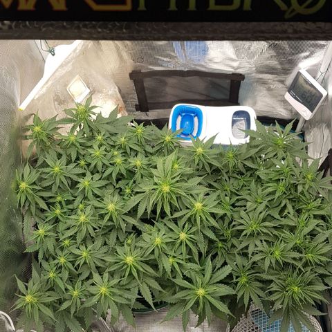 Unknown strain growlog timeline photo
