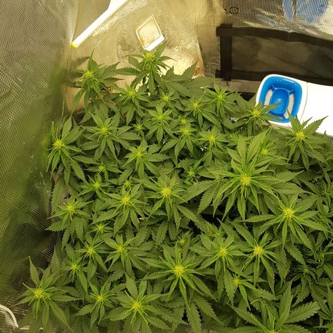 Unknown strain growlog timeline photo