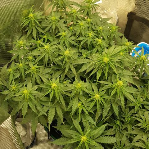 Unknown strain growlog timeline photo