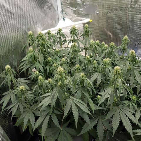 Unknown strain growlog timeline photo