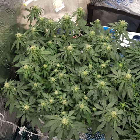 Unknown strain growlog timeline photo