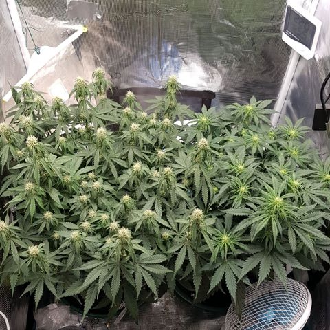 Unknown strain growlog timeline photo