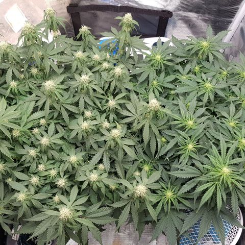 Unknown strain growlog timeline photo