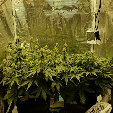 Unknown strain growlog timeline photo