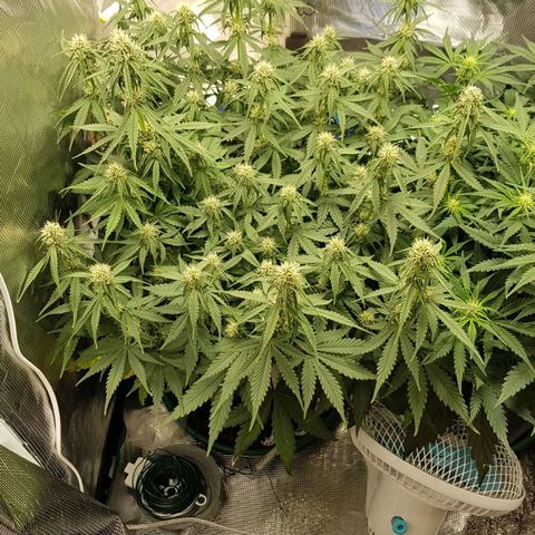 Unknown strain growlog timeline photo