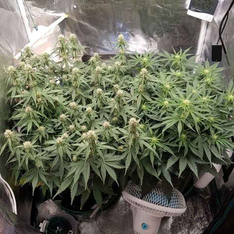 Unknown strain growlog timeline photo