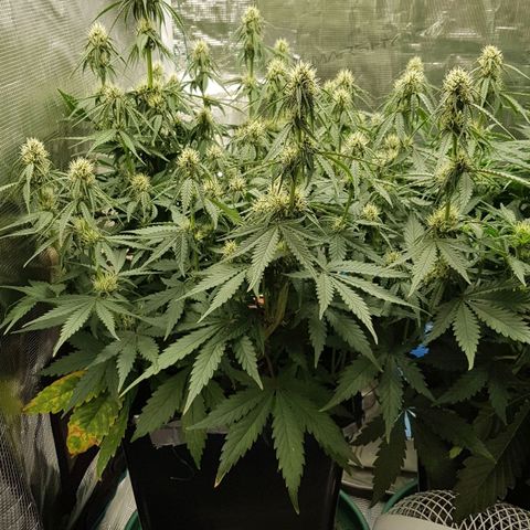 Unknown strain growlog timeline photo