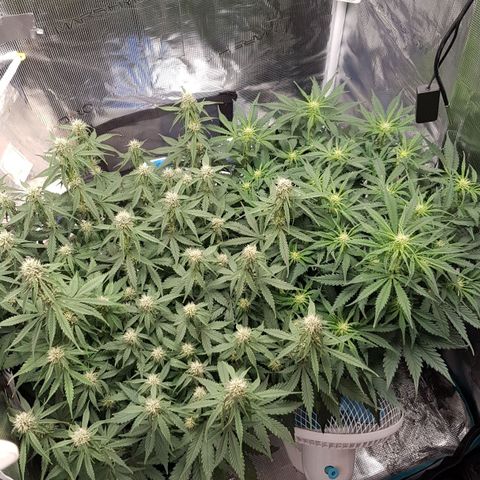 Unknown strain growlog timeline photo