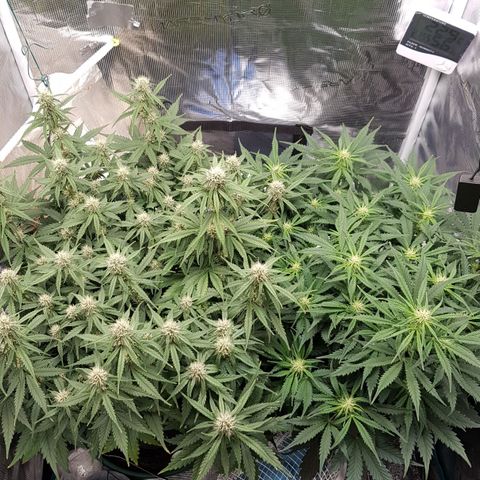 Unknown strain growlog timeline photo