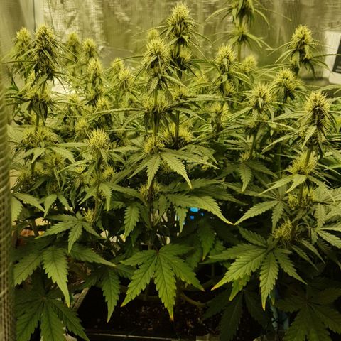 Unknown strain growlog timeline photo