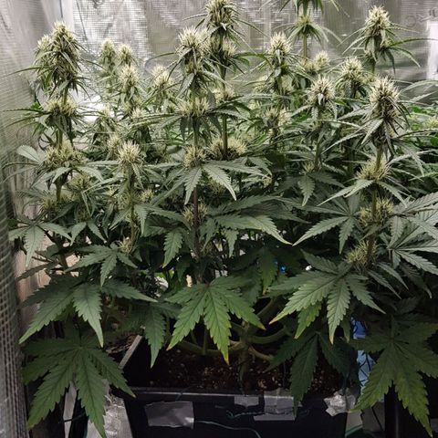 Unknown strain growlog timeline photo
