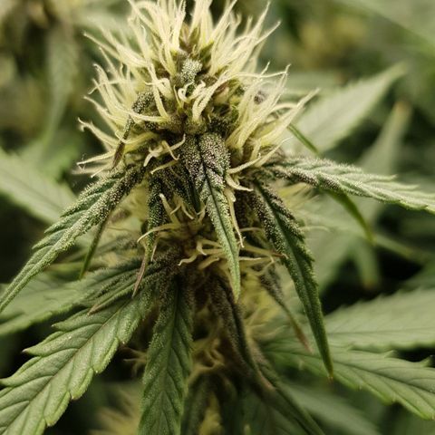 Unknown strain growlog timeline photo