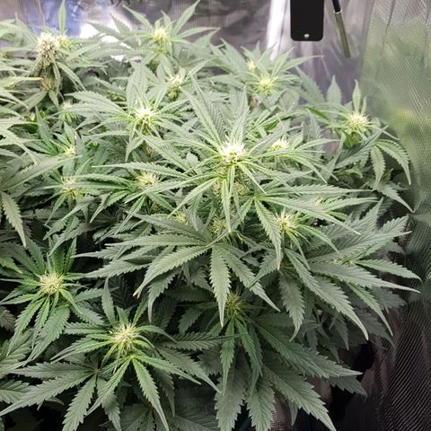 Unknown strain growlog timeline photo