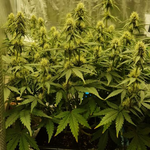 Unknown strain growlog timeline photo