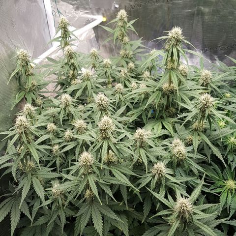 Unknown strain growlog timeline photo