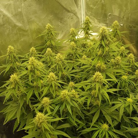 Unknown strain growlog timeline photo