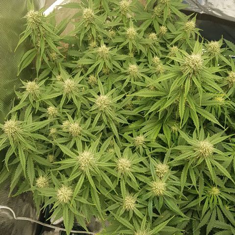 Unknown strain growlog timeline photo