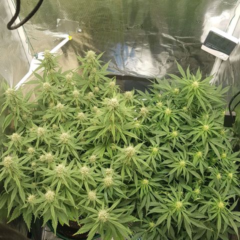Unknown strain growlog timeline photo