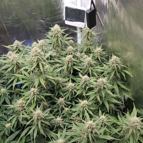 Unknown strain growlog timeline photo