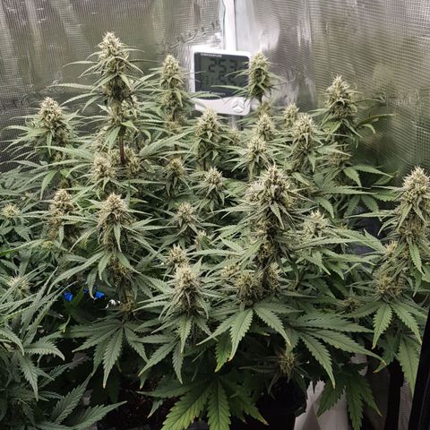 Unknown strain growlog timeline photo