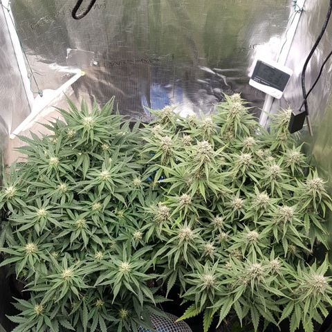 Unknown strain growlog timeline photo