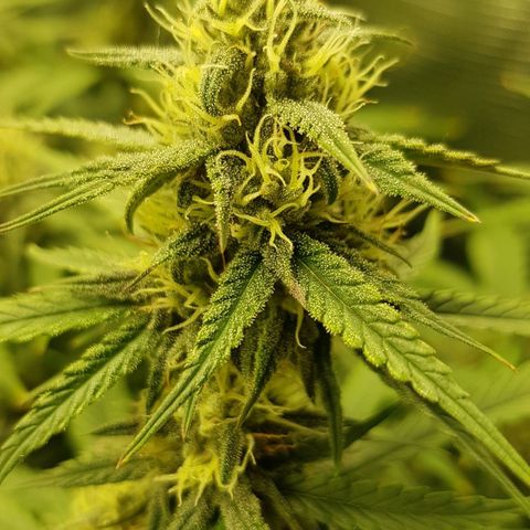 Unknown strain growlog timeline photo