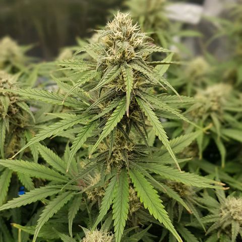 Unknown strain growlog timeline photo