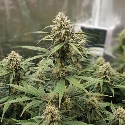 Unknown strain growlog timeline photo