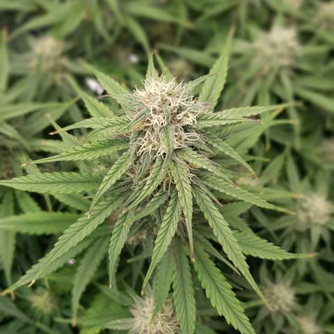 Unknown strain growlog timeline photo