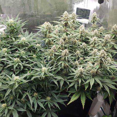 Unknown strain growlog timeline photo
