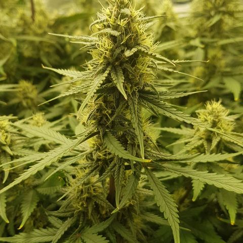 Unknown strain growlog timeline photo