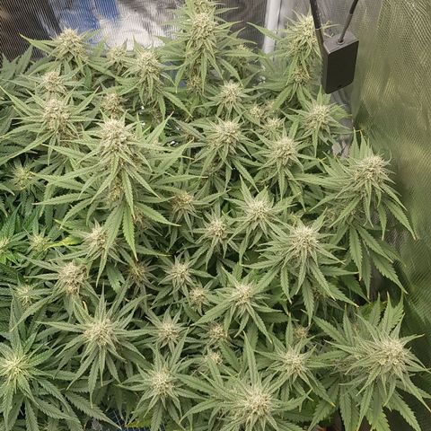 Unknown strain growlog timeline photo