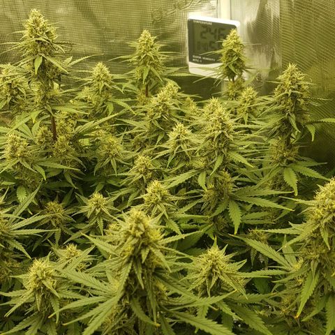 Unknown strain growlog timeline photo