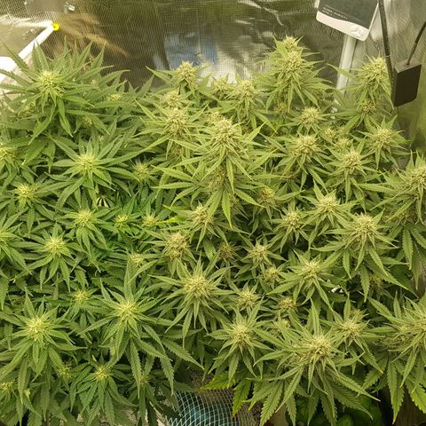 Unknown strain growlog timeline photo