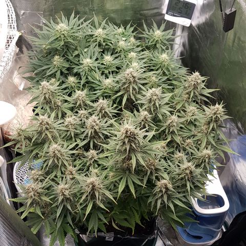 Unknown strain growlog timeline photo