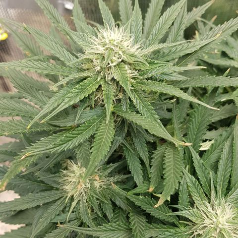 Unknown strain growlog timeline photo
