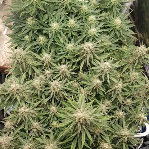 Unknown strain growlog timeline photo