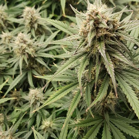 Unknown strain growlog timeline photo