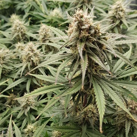 Unknown strain growlog timeline photo