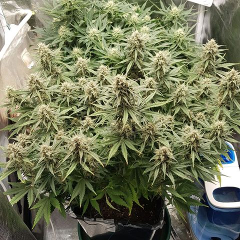 Unknown strain growlog timeline photo